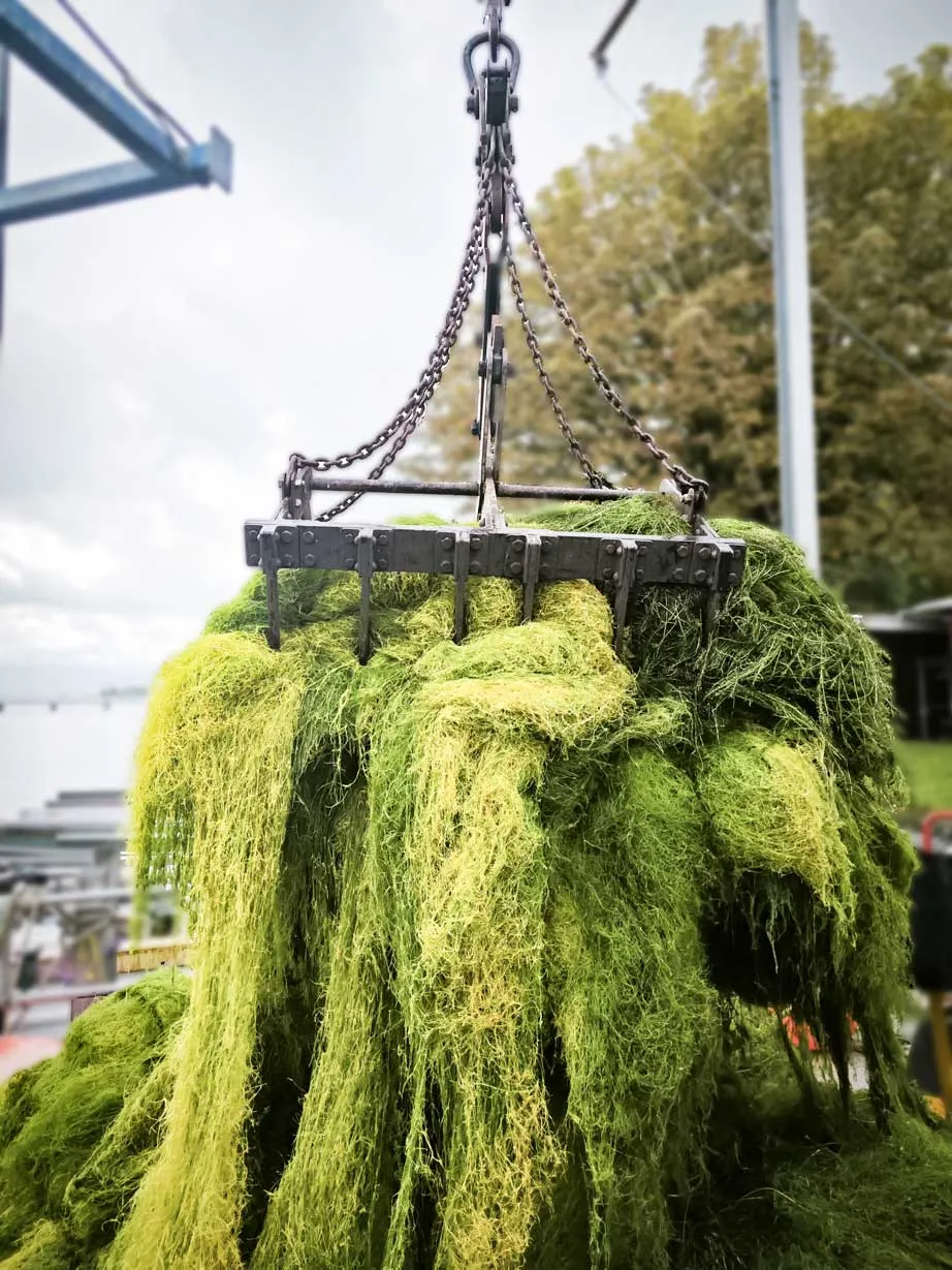 Pick up of mowed material on a grabber with lake in the background